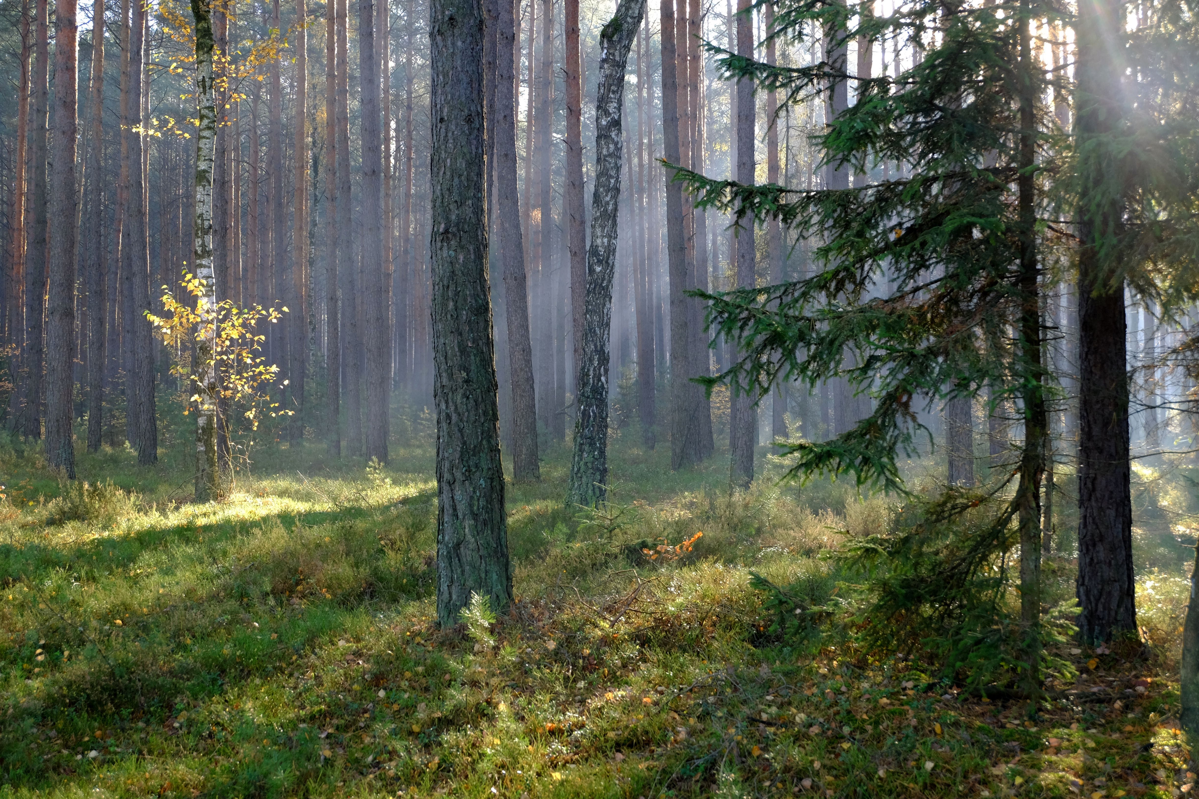 Serene Sunlit Pine Forest in Morning Mist · Free Stock Photo