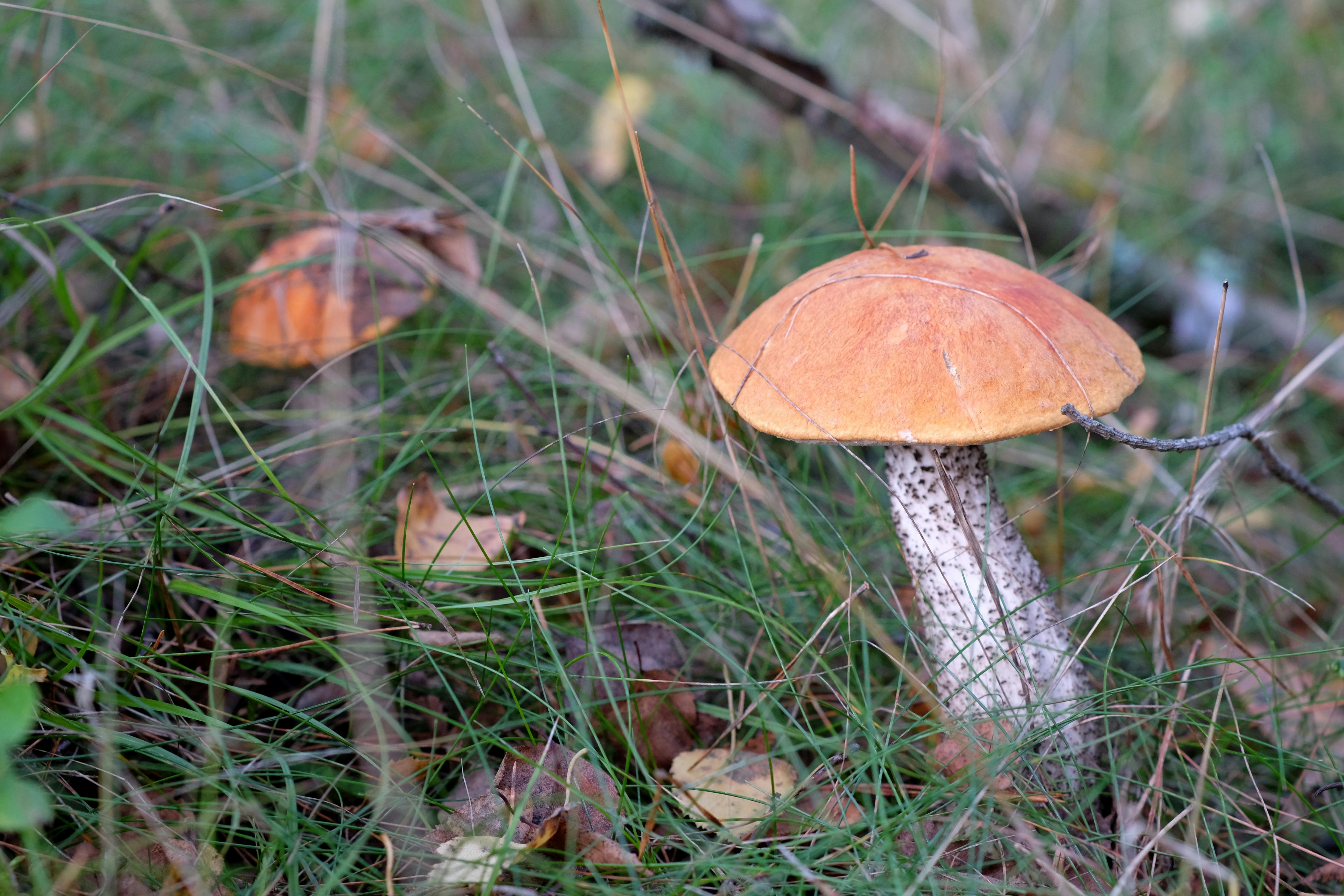 Image Of Mystery Photos Download The BEST Free Image Of Mystery Stock