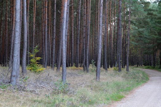 Explore the peaceful pine forest path in Poland, a tranquil nature escape.