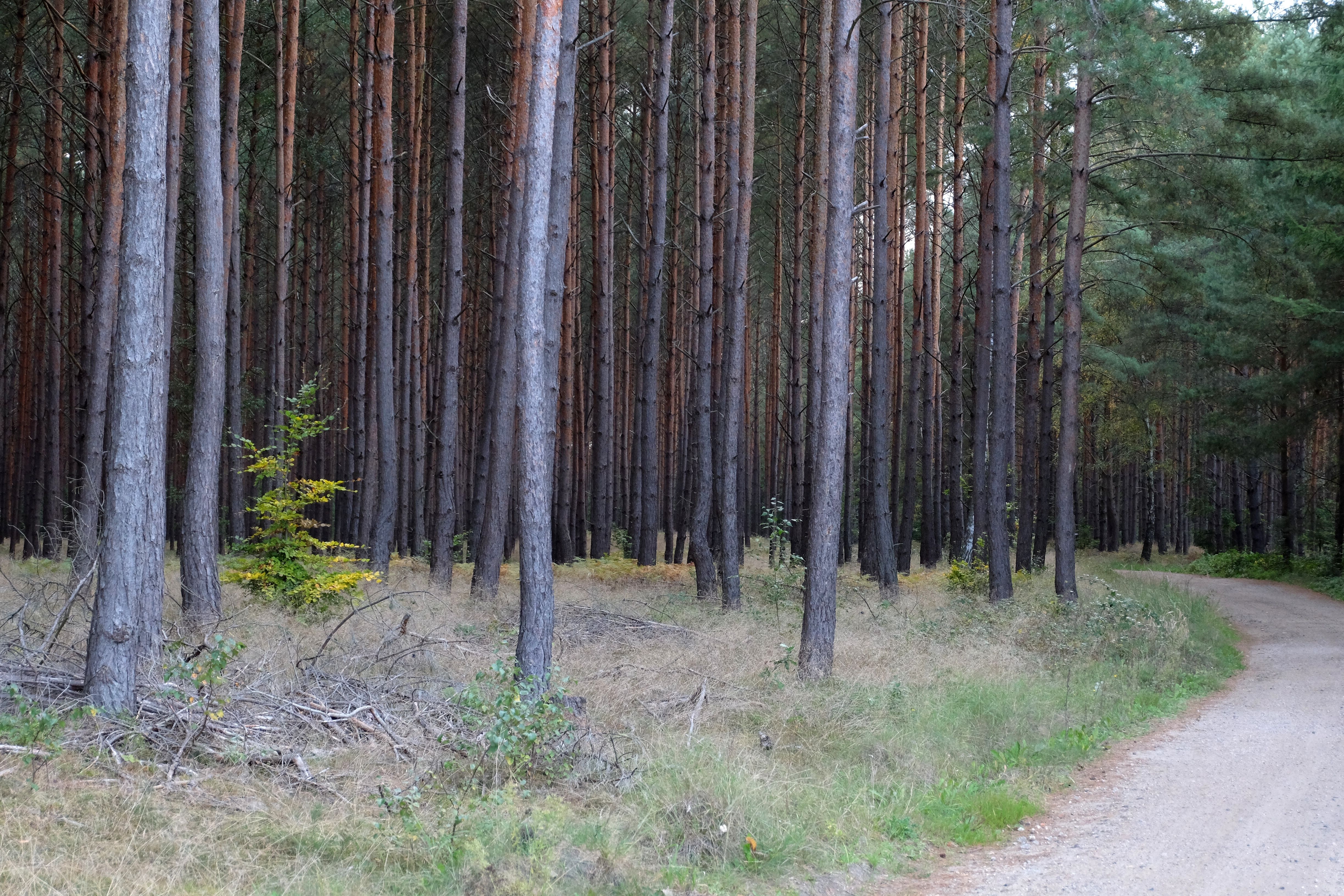 Serene Pine Forest Path in Poland · Free Stock Photo