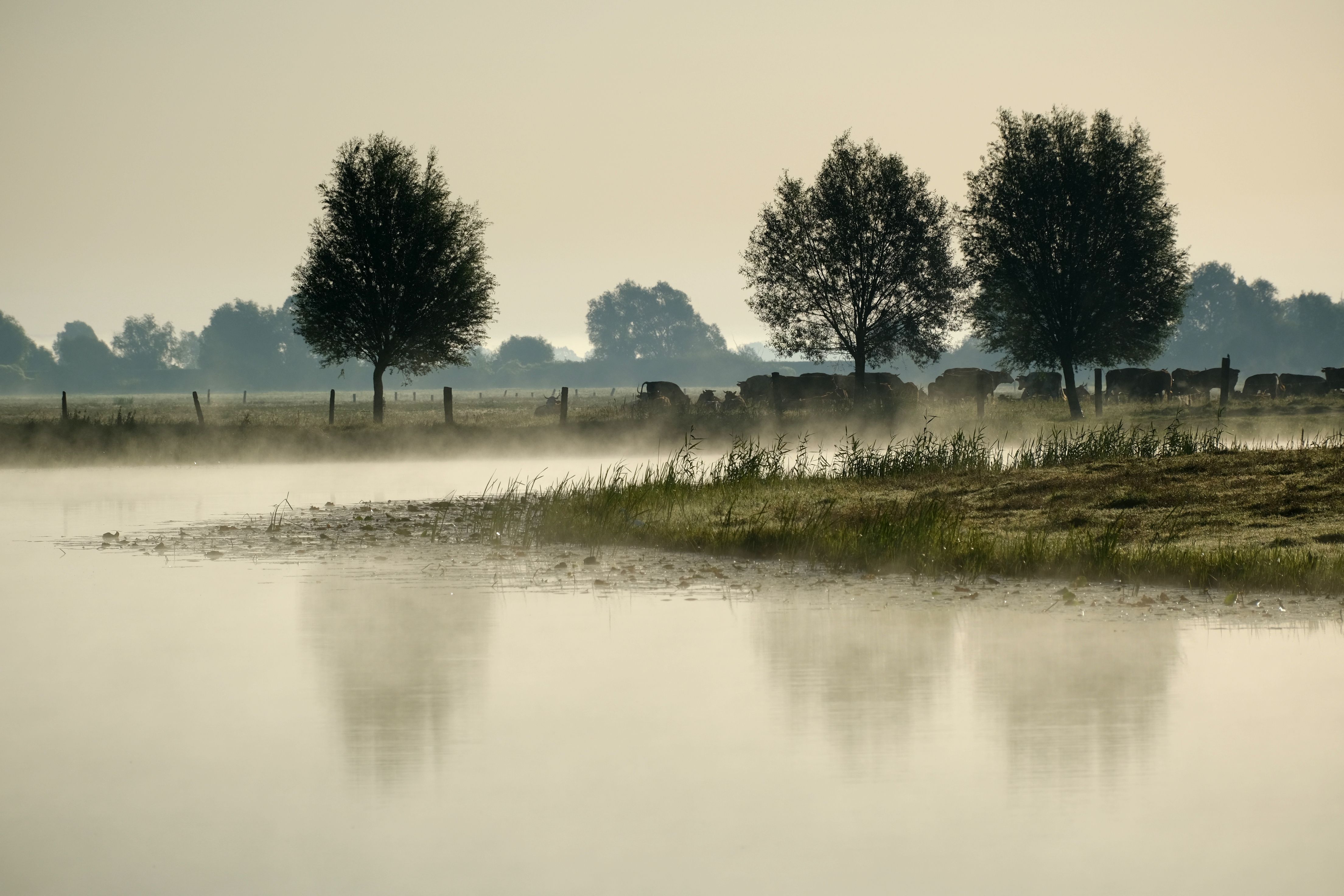 Misty Morning Landscape in Poland Countryside · Free Stock Photo