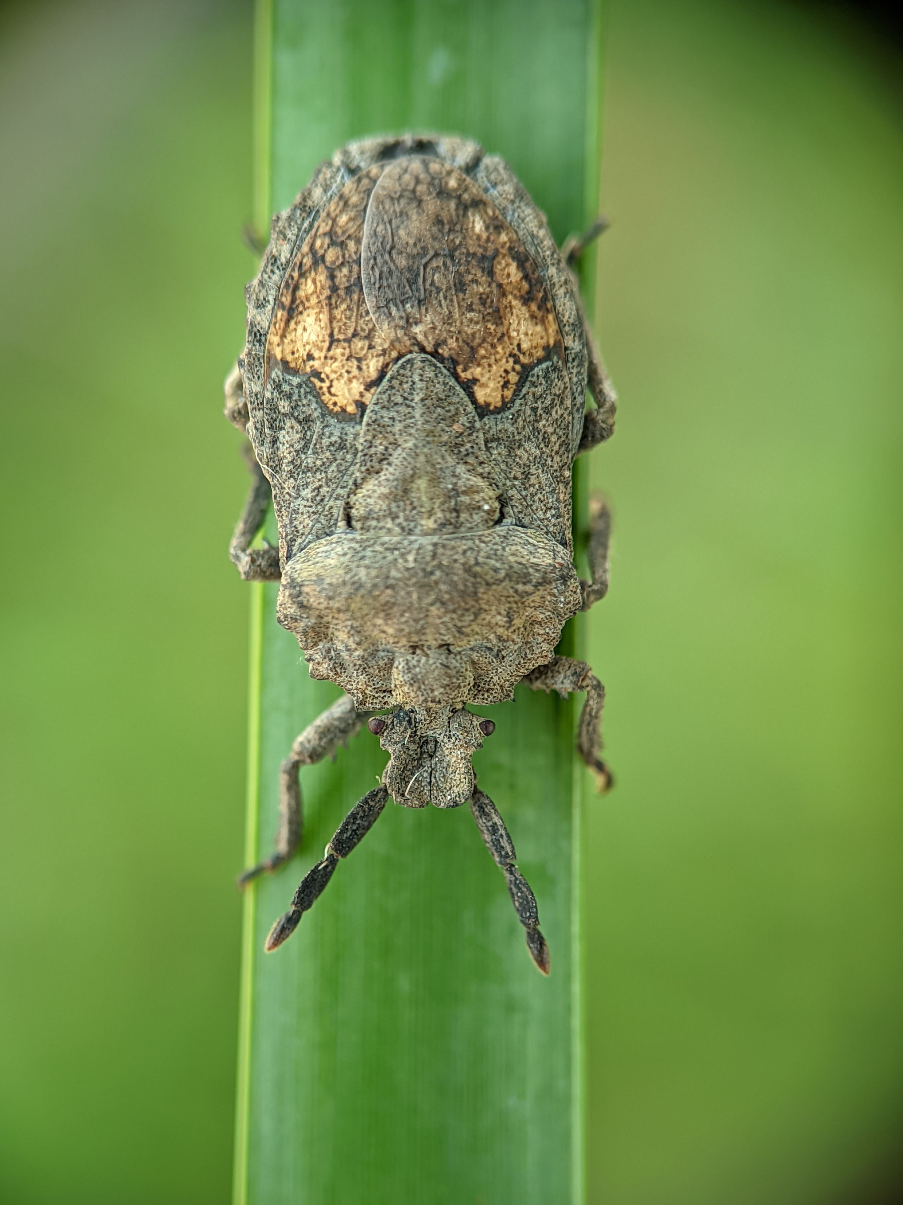 Close-up of Bug on Green Leaf with Detailed Texture · Free Stock Photo