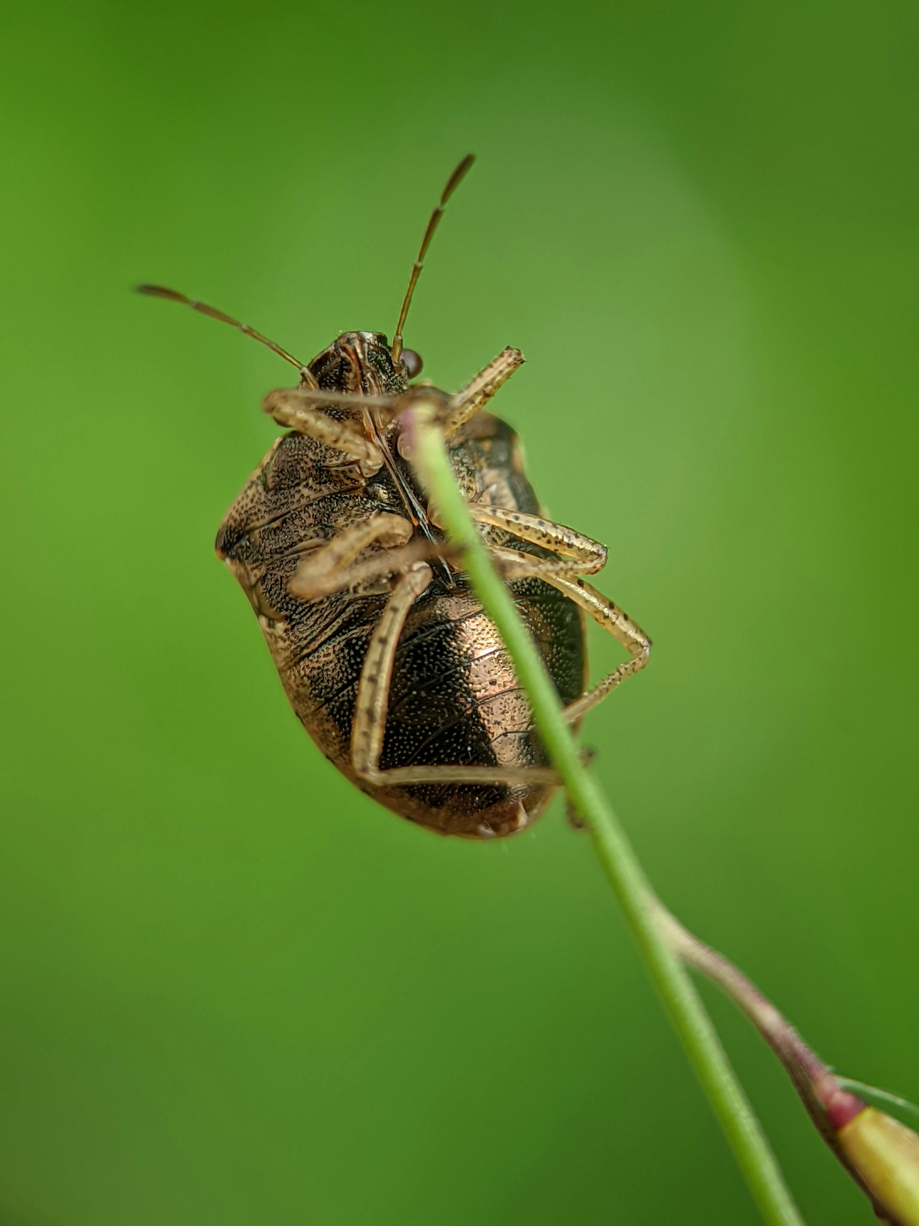 Macro photo of a brown marmorated stink bug (Halyomorpha halys) on a green plant stem.