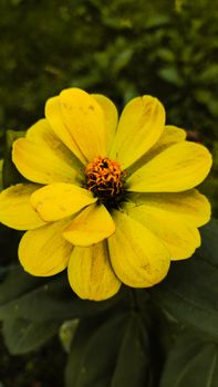 A vibrant yellow zinnia flower in full bloom, showcasing its bright petals in an outdoor setting.