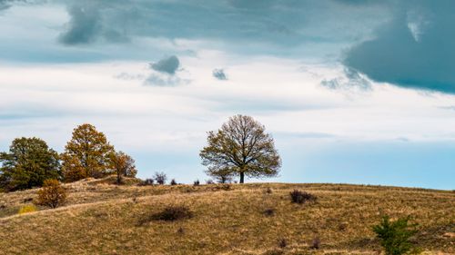 Free Peaceful autumn hilltop scene with a solitary tree under a dramatic cloudy sky. Stock Photo
