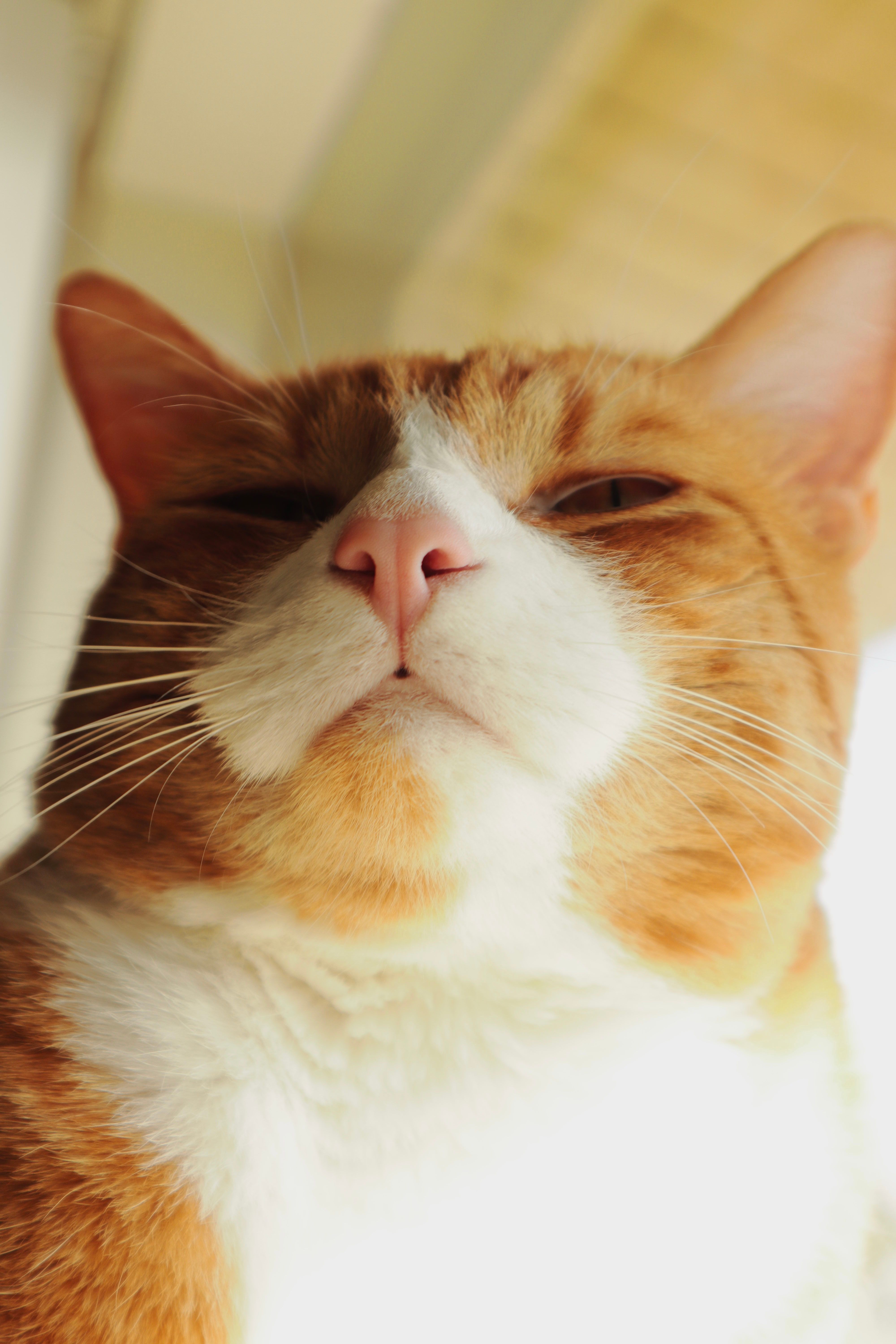 Close-Up Portrait of a Relaxed Orange Tabby Cat · Free Stock Photo