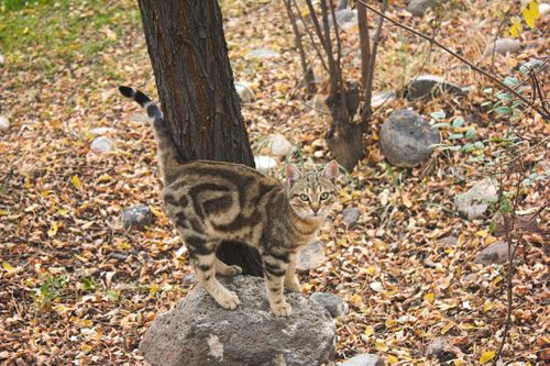 Free stock photo of autumn, cat, nature Stock Photo