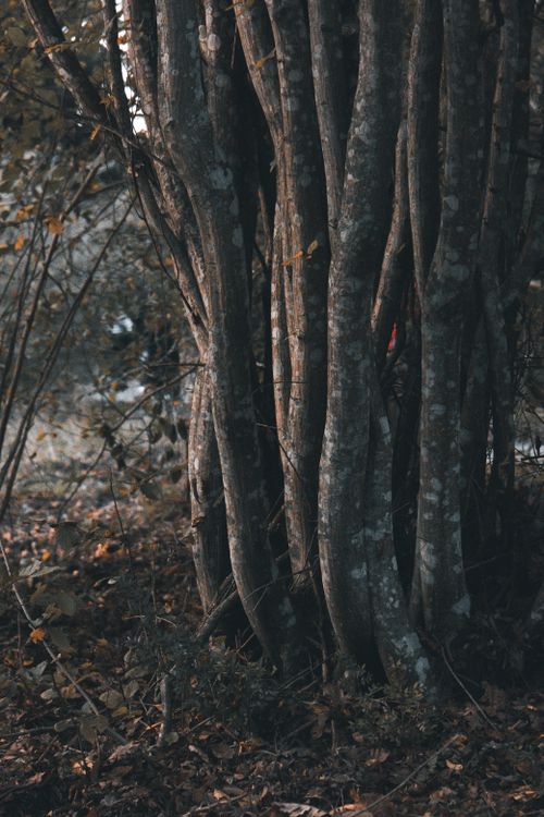 Free A captivating autumn scene showcasing twisted tree trunks in a serene forest setting. Stock Photo