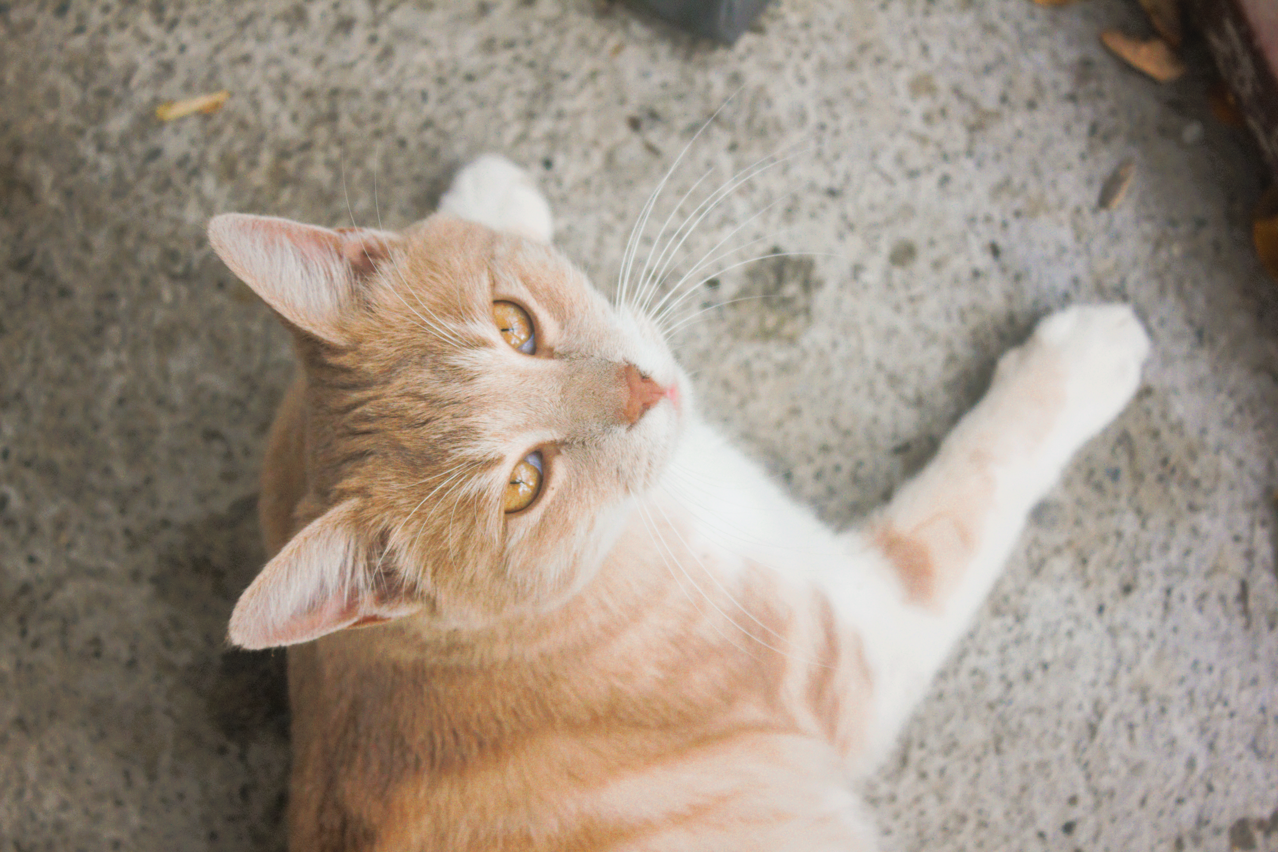 Portrait of a cat at a veterinary clinic