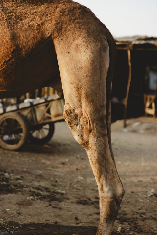 Free Detailed close-up of a camel's leg in a rustic, rural setting with a cart in the background. Stock Photo