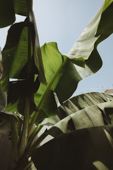 Close-up view of vibrant banana leaves against a bright blue sky on a sunny day.