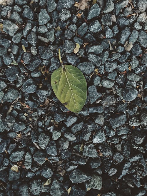 무료 녹색 잎 스톡 사진