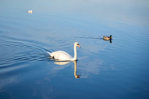 Free A white swan and a duck gracefully gliding on a calm lake reflecting the clear sky. Stock Photo
