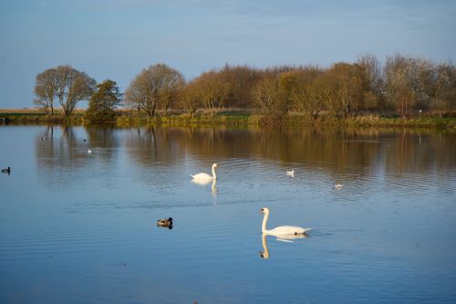 Free Serene landscape of a Scottish lake with swans, trees, and reflections on a calm day. Stock Photo
