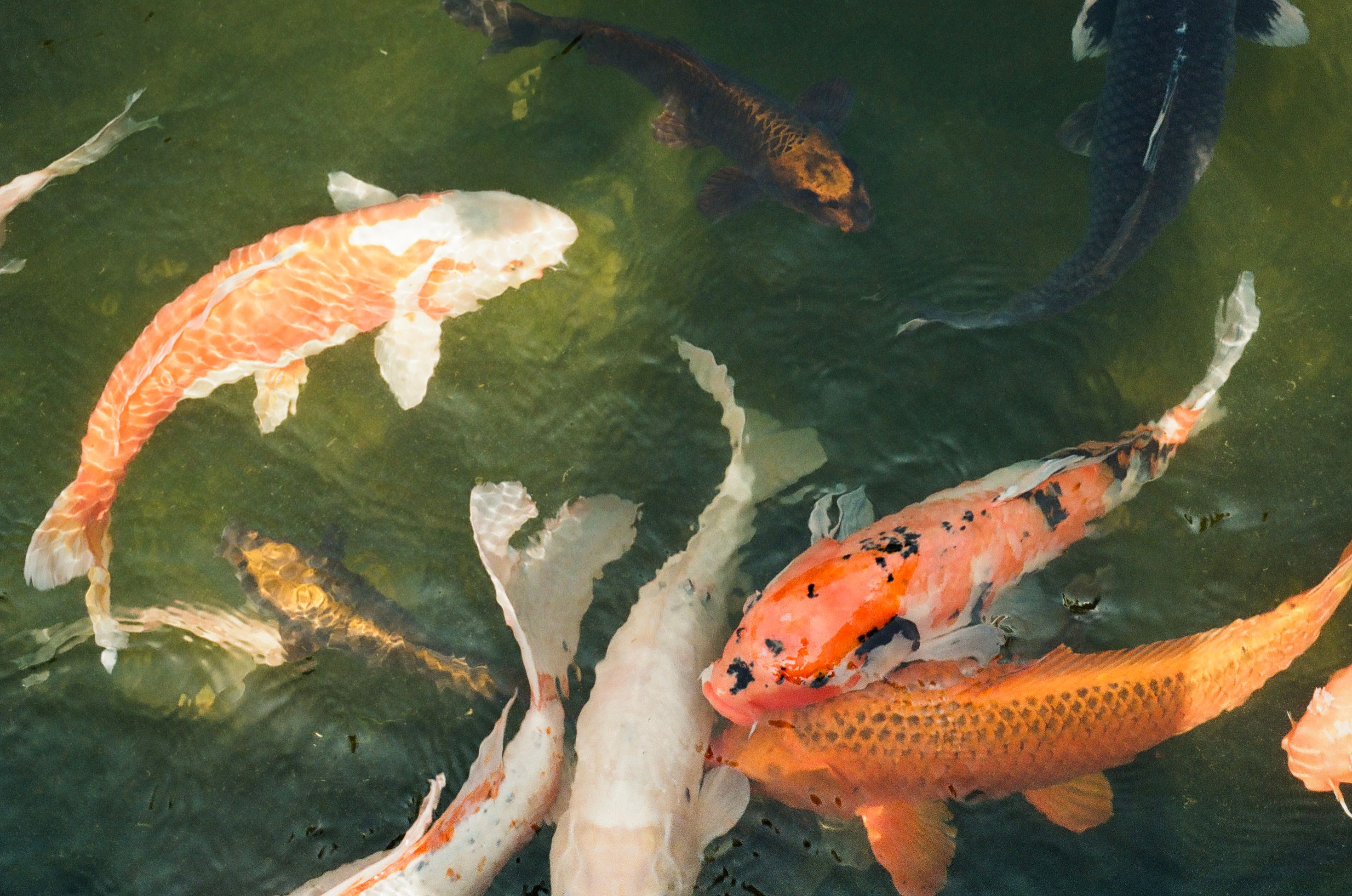 Vibrant Aquarium Fish