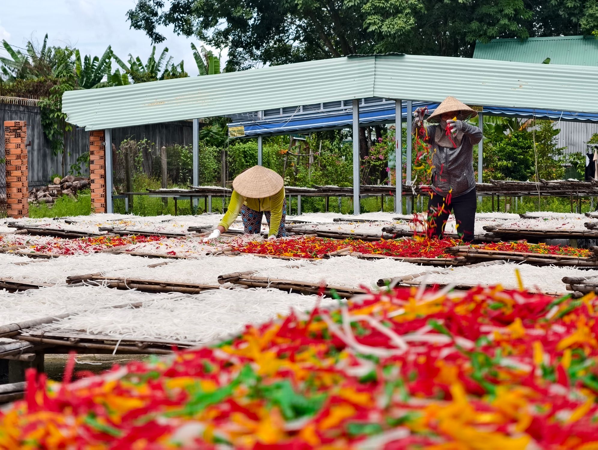 Drying Rice Noodles Vietnamese Workers Drying Rice Noodles Outdoors · Free Stock Photo