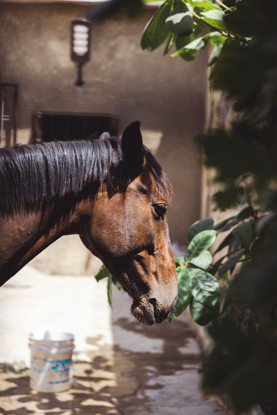 Functional Horse Treats