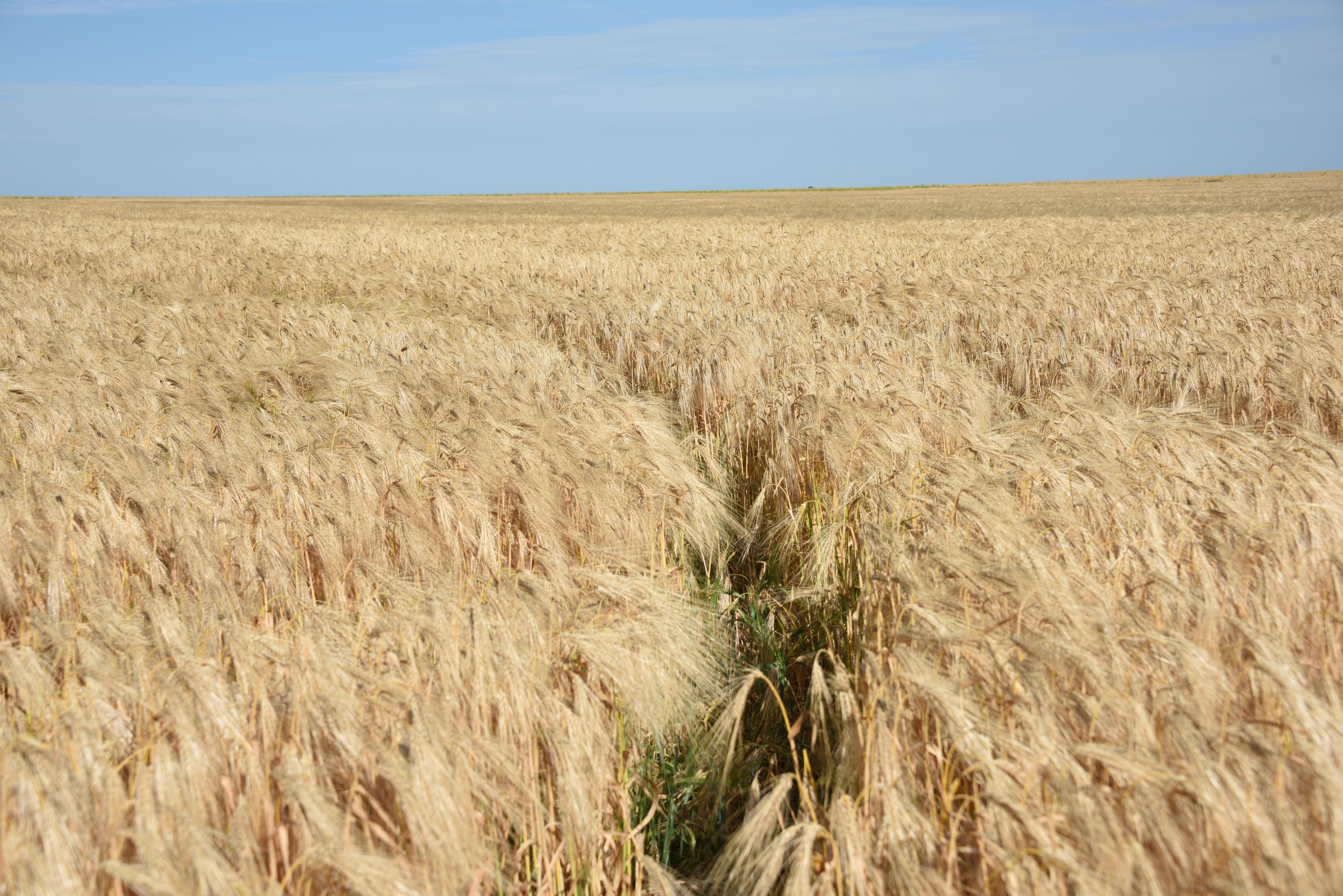 Golden wheat fields under a summer sky in Manitoba