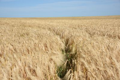 Golden wheat fields under a summer sky in Manitoba