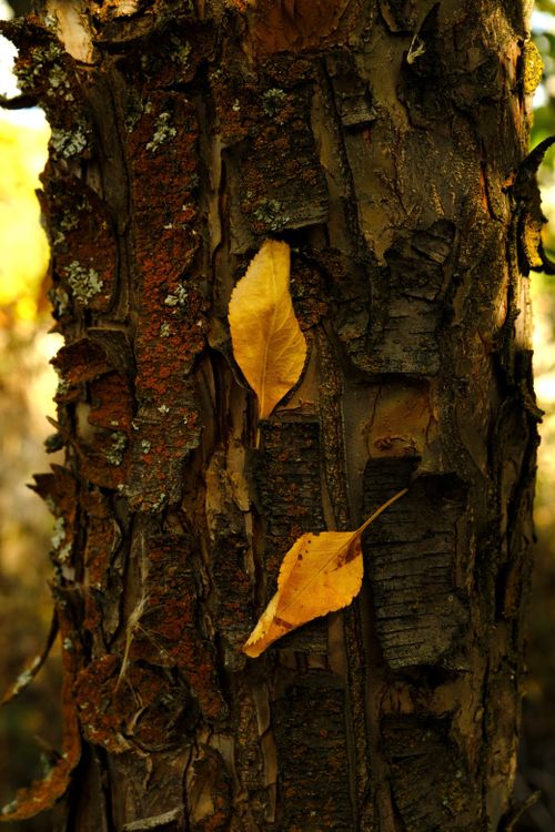 Free Close-up of vibrant autumn leaves on textured tree bark in forest. Stock Photo