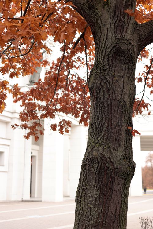 Free Autumn leaves on a tree frame a white building facade, capturing fall vibes. Stock Photo