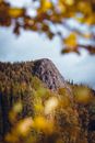 Gray Stone Mountain and Forest Trees
