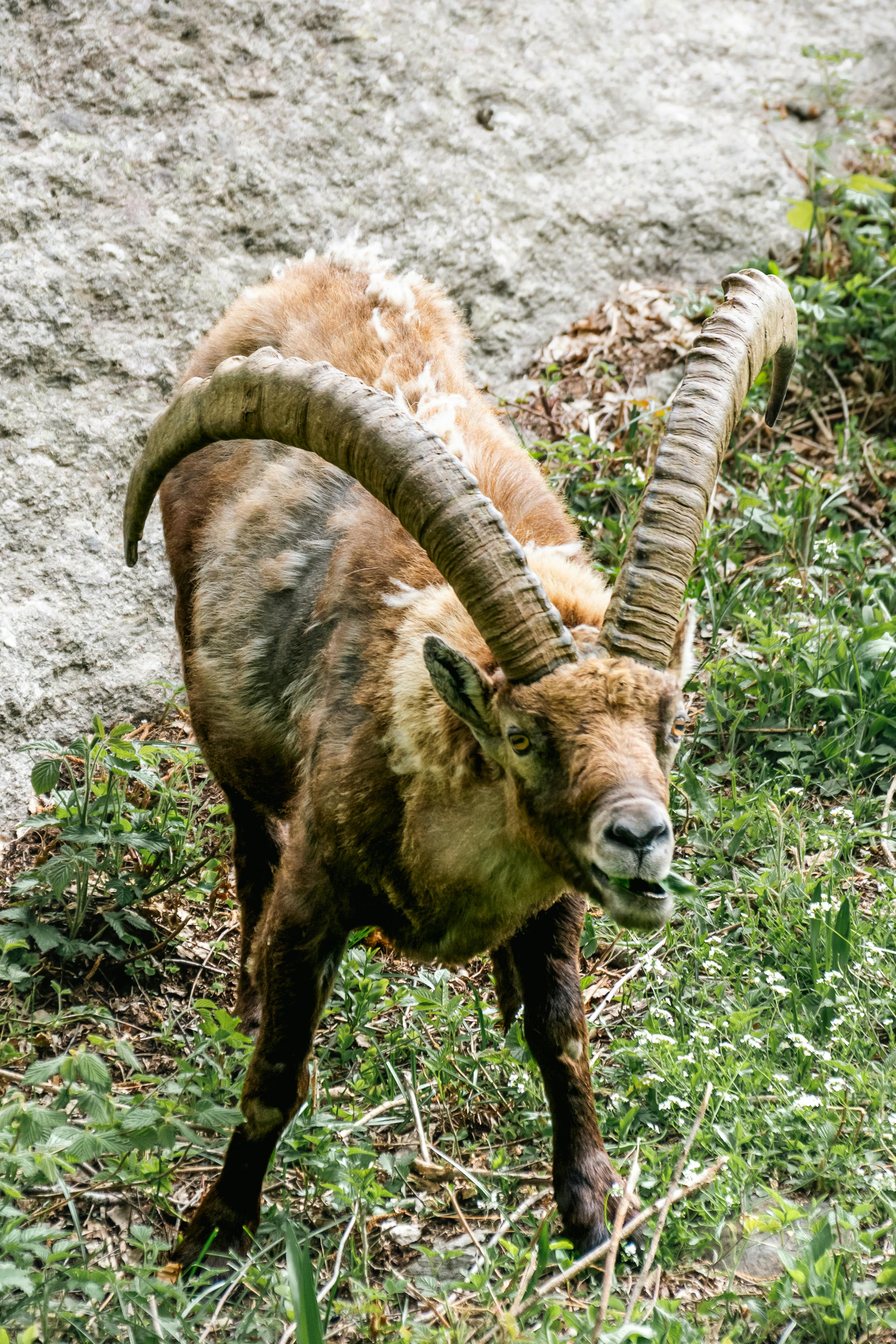 Gratuit Photos gratuites de à flanc de montagne, alpes, alpin Photos