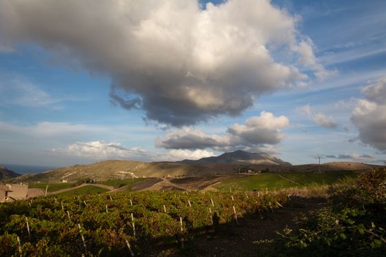 Ribera del Duero: guía de enoturismo y bodegas que visitar