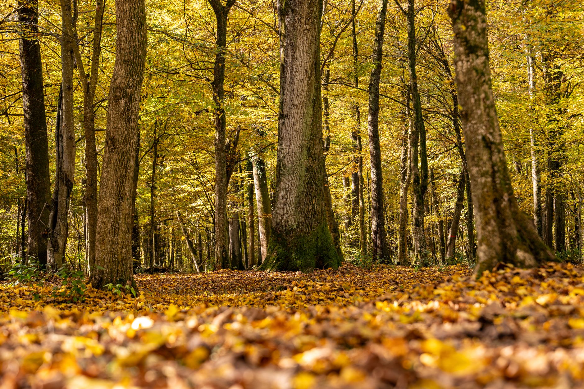 Autumn forest scene with golden foliage in Garešnica, Croatia.
