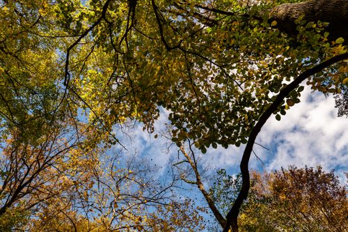 Free Colorful autumn leaves viewed from below in a forest in Garešnica, Croatia. Stock Photo