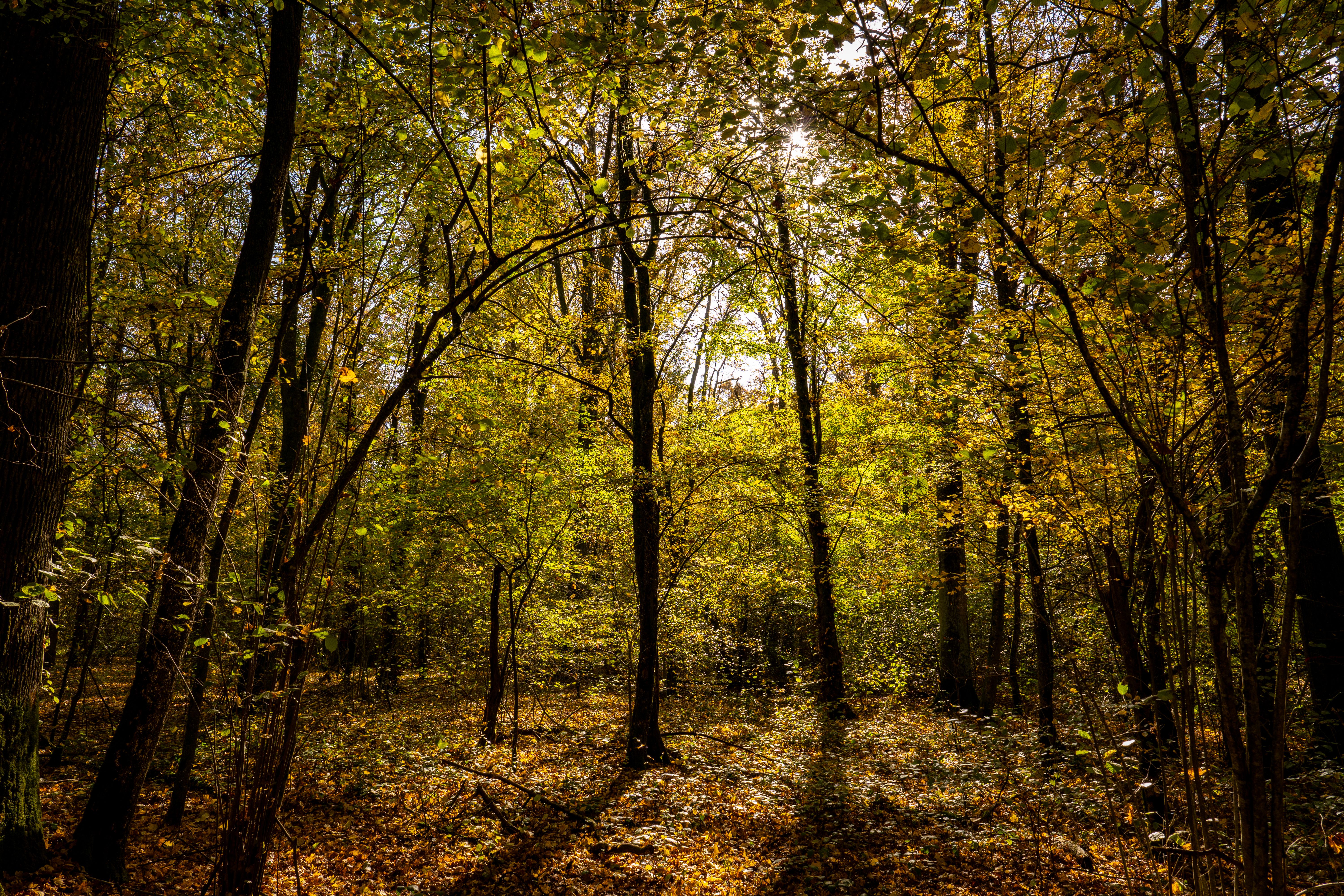 Belwin Conservancy begins search for new executive director — Photo by Vladimir Srajber on Pexels