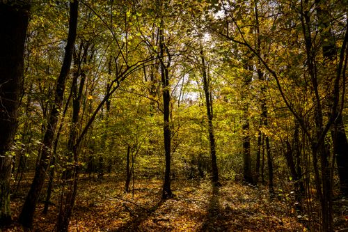 Free Explore the serene beauty of an autumn forest in Garešnica, Croatia, captured with sunlight filtering through the leaves. Stock Photo