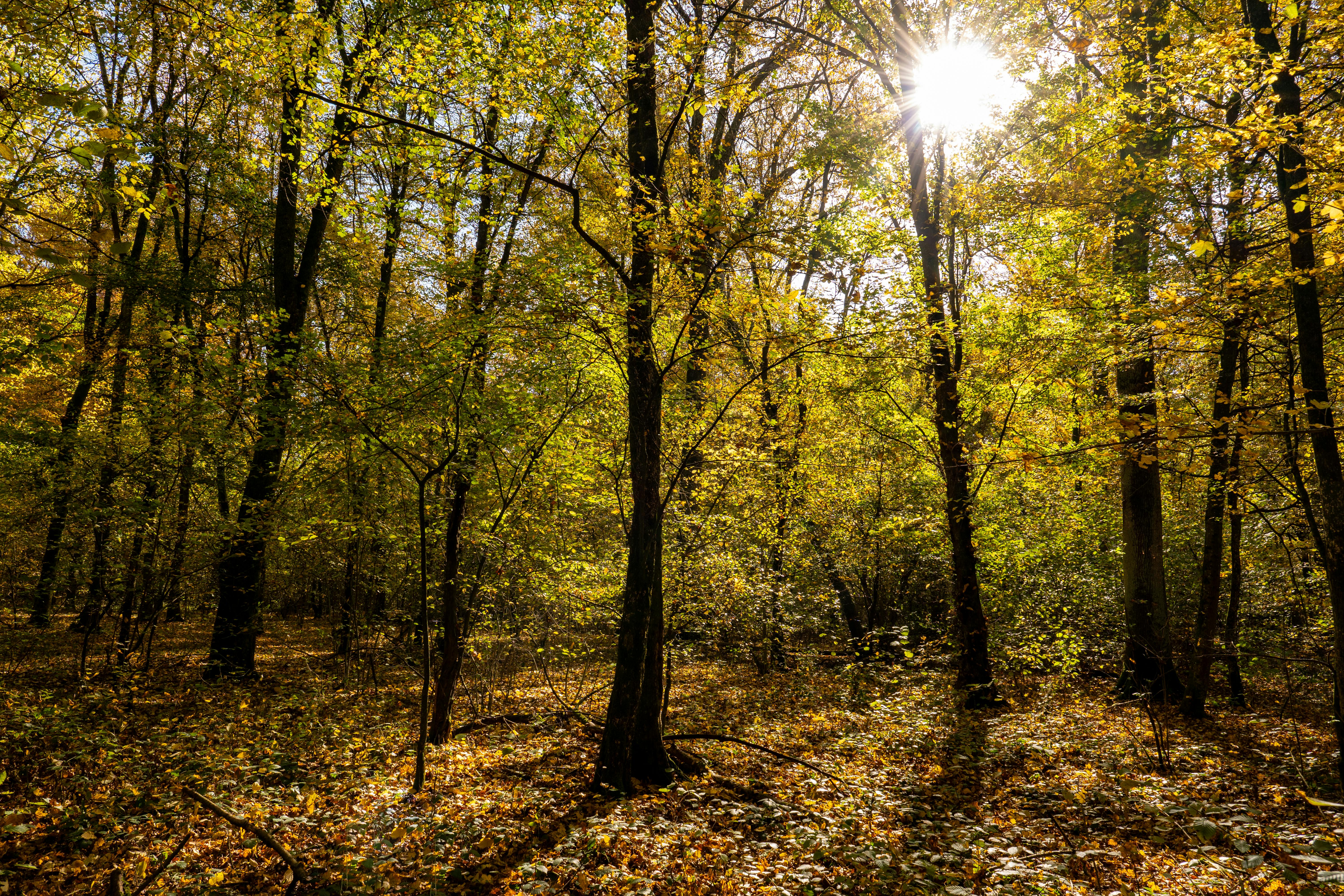 The Enigma of Planeta Za