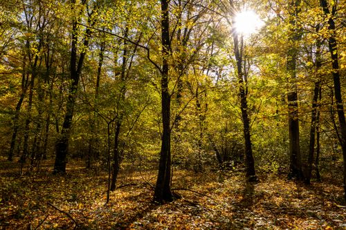 Free Beautiful sunlit forest scene with vibrant fall foliage in Garešnica, Croatia. Stock Photo