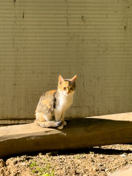 A calico cat sits on a wooden beam basking in sunlight in Kuşhane, Elazığ, Türkiye.