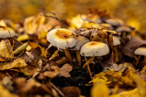 Free Detailed capture of wild mushrooms surrounded by vibrant autumn leaves in a forest. Stock Photo