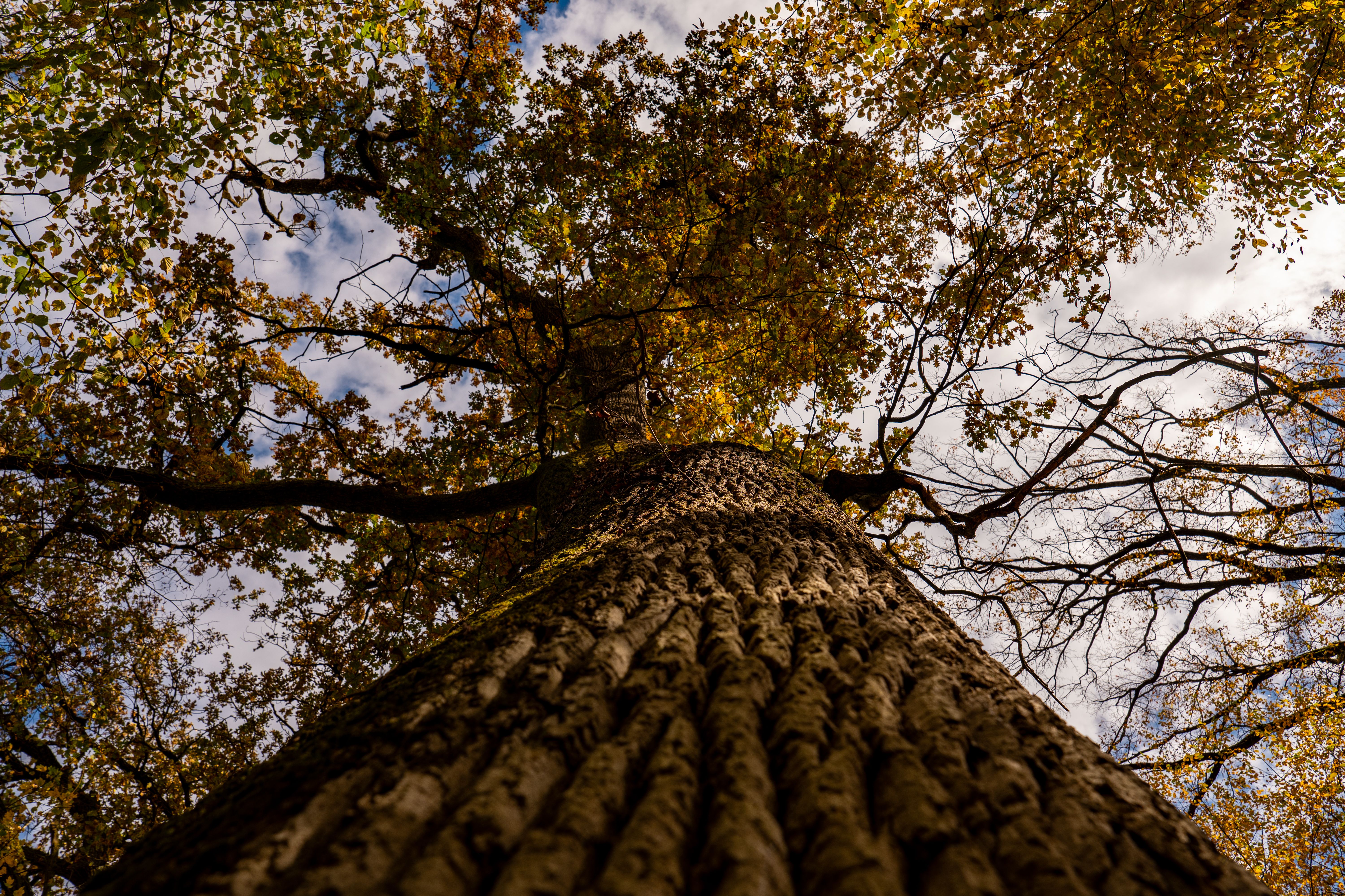 Looking up at a grand oak tree in autumn with vibrant leaves under a cloudy sky.