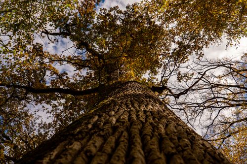 Free Looking up at a grand oak tree in autumn with vibrant leaves under a cloudy sky. Stock Photo