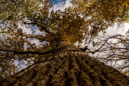 Free Stunning view up an oak tree trunk and colorful autumn leaves reaching towards the sky. Stock Photo