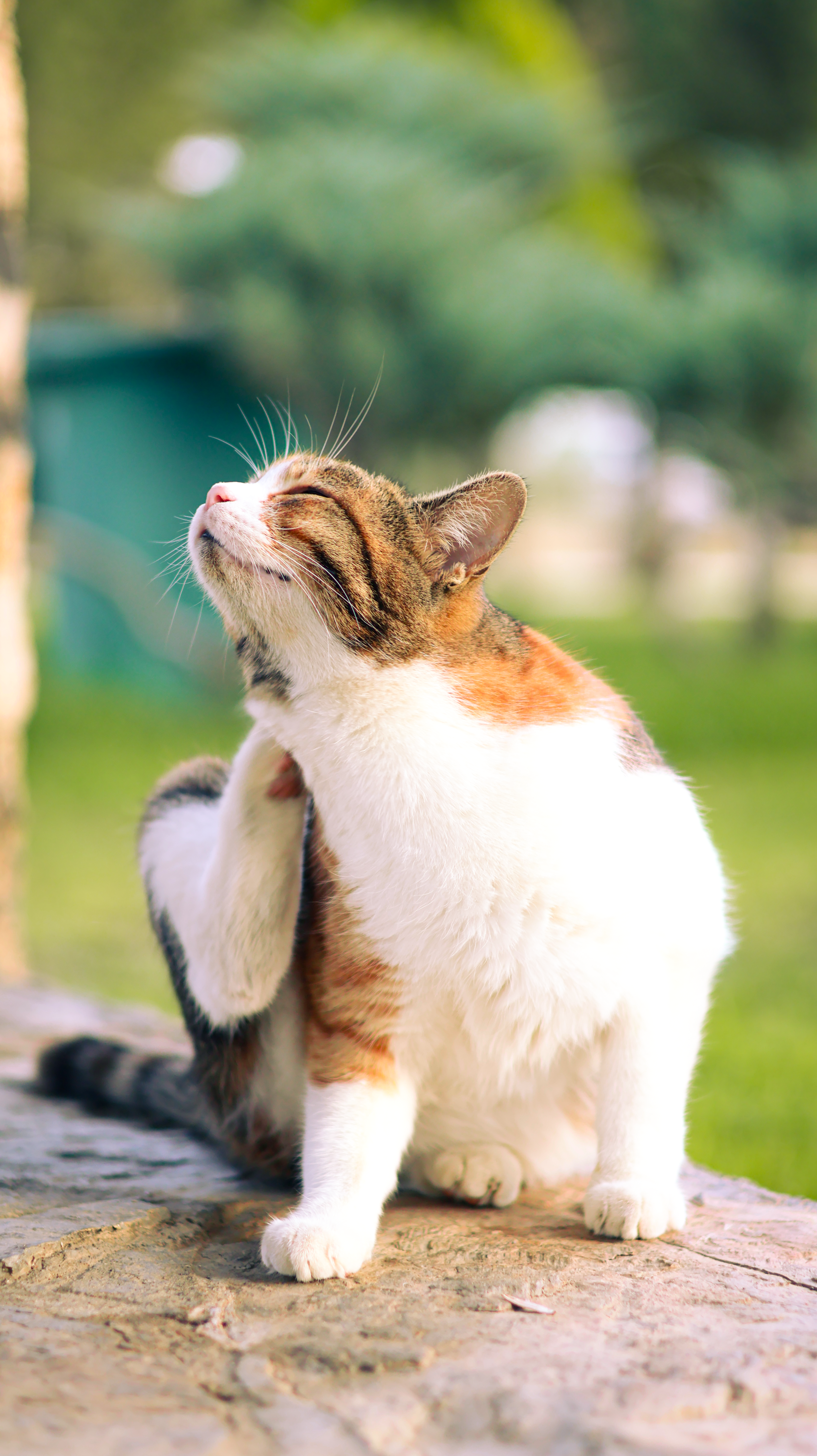 Puces du Chat - Traitement et Prévention