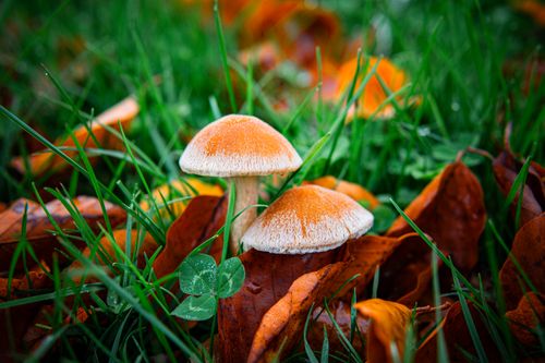 Free Close-up of mushrooms growing amidst colorful autumn leaves and lush green grass. Stock Photo