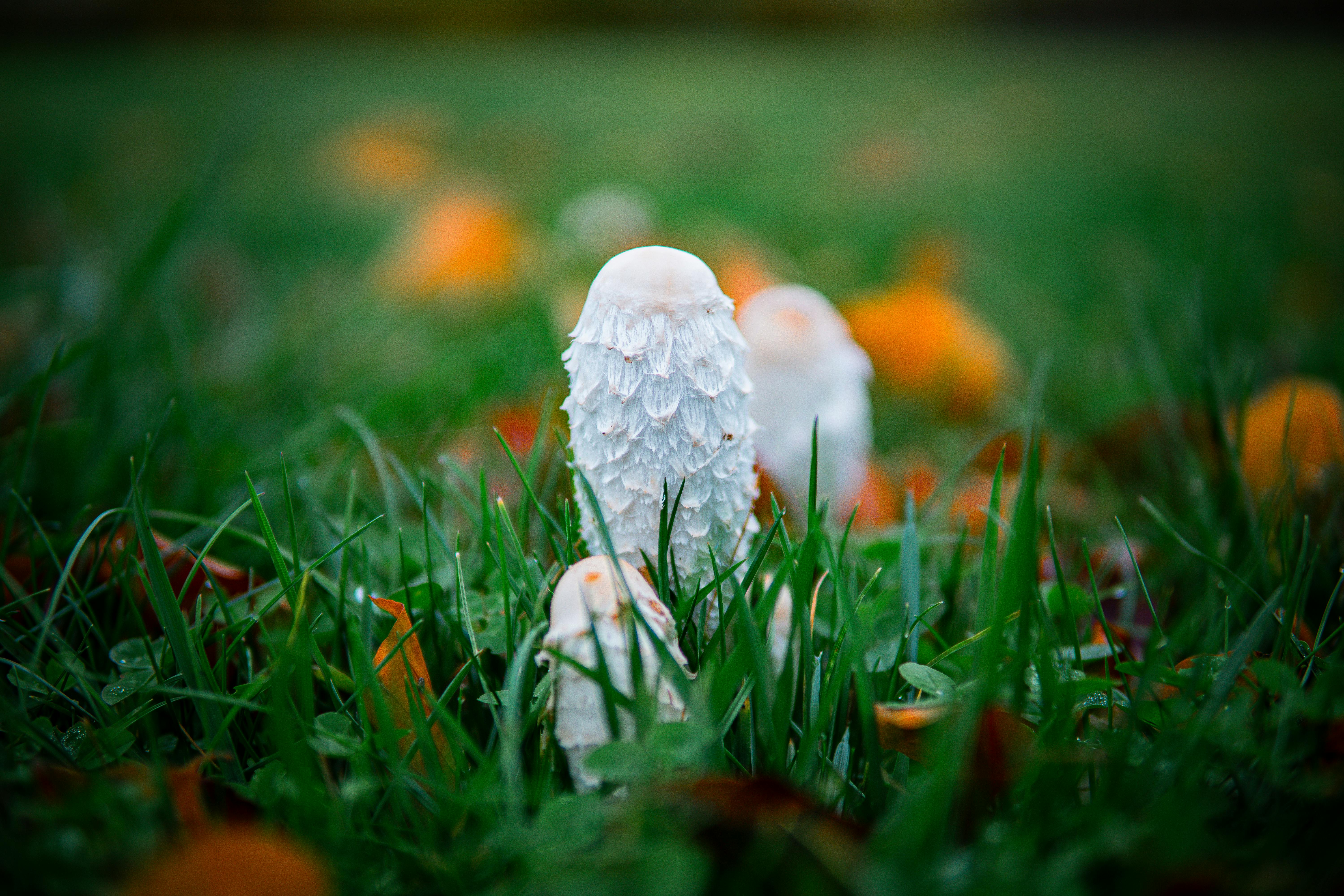 Gros plan sur des champignons à crinière hirsute au milieu d'herbes d'automne couvertes de rosée, créant une atmosphère magique.
