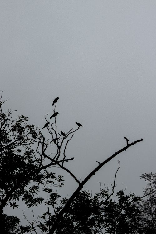Free Silhouetted birds perched on bare branches against a grey sky, evoking serenity and solitude. Stock Photo