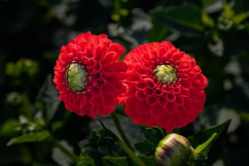 Free A close-up view of vibrant red dahlia flowers in bloom, captured in natural sunlight. Stock Photo