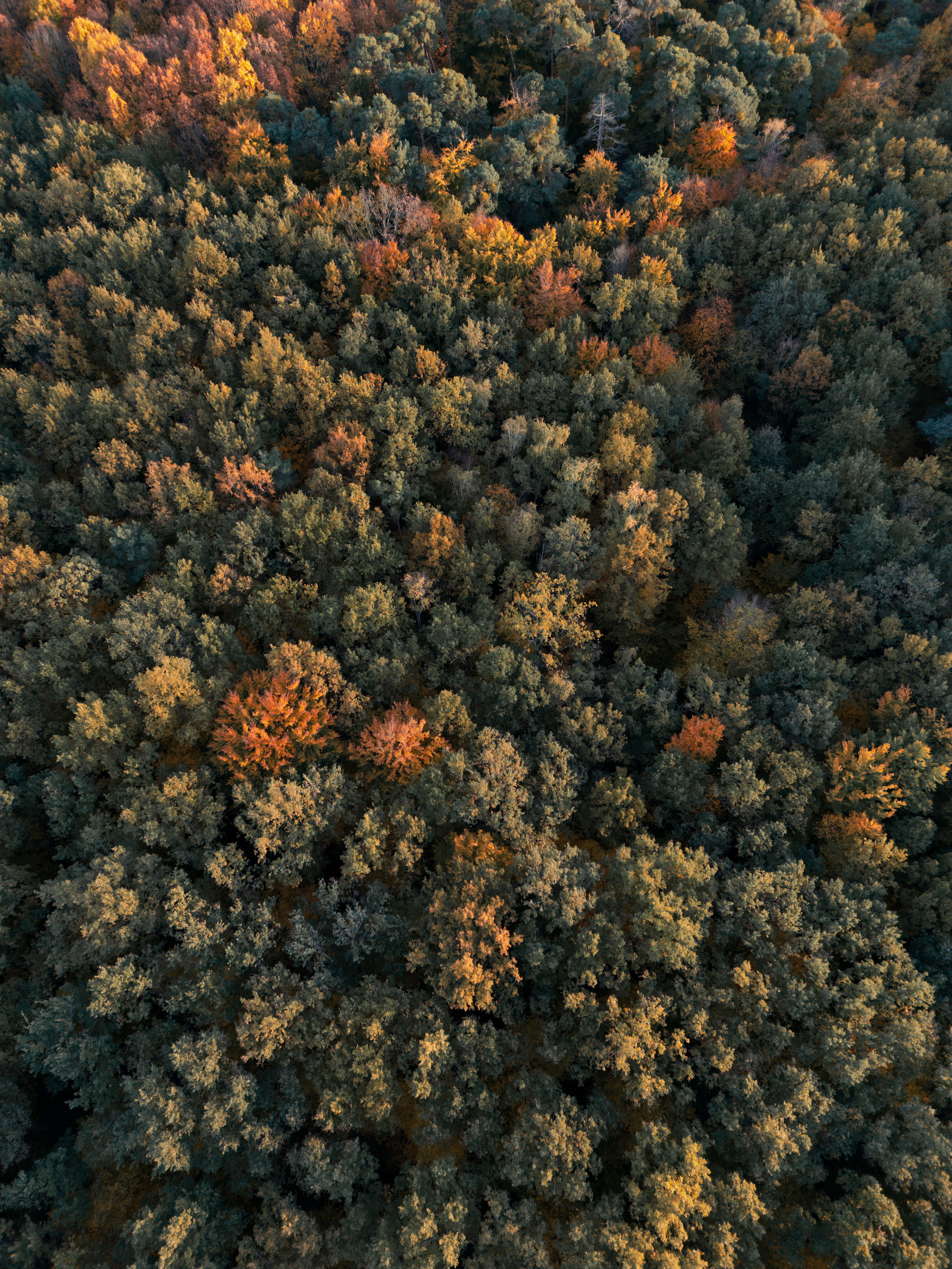 Aerial View of Lush Autumn Forest in Germany · Free Stock Photo