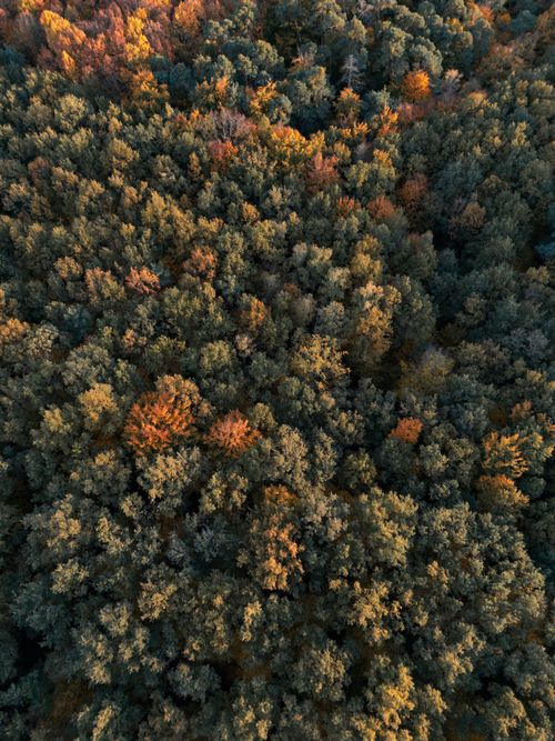 Free Stunning aerial shot of an autumn forest in Rheinland-Pfalz, Germany, showcasing vibrant fall foliage. Stock Photo
