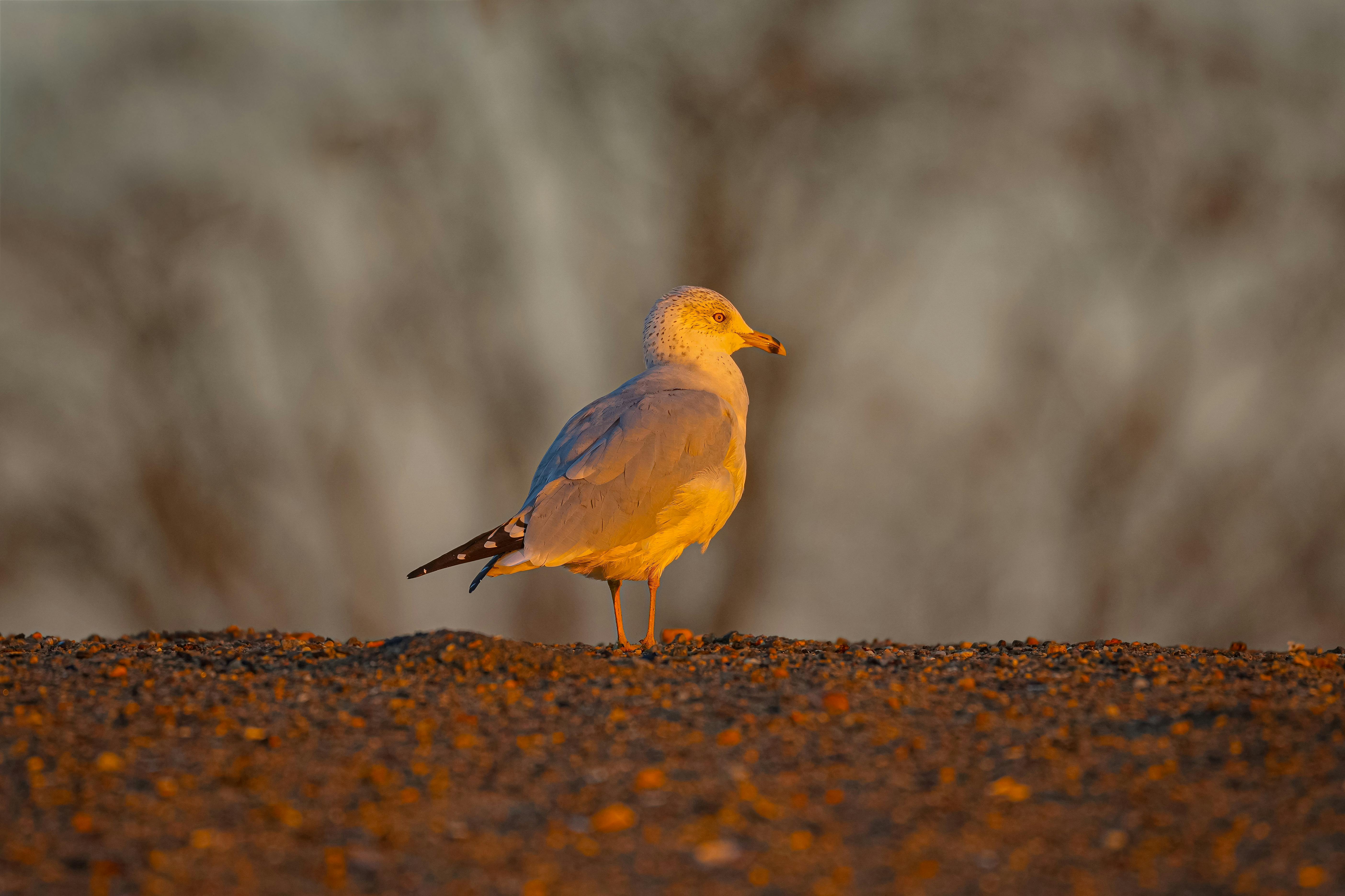 政治：吳誠文：美方支持推動「台灣模式」園區土地稅務討論