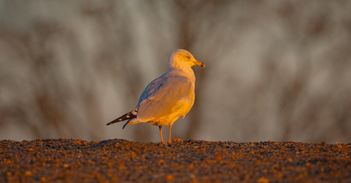 政治:吳誠文:美方支持推動「台灣模式」園區土地稅務討論