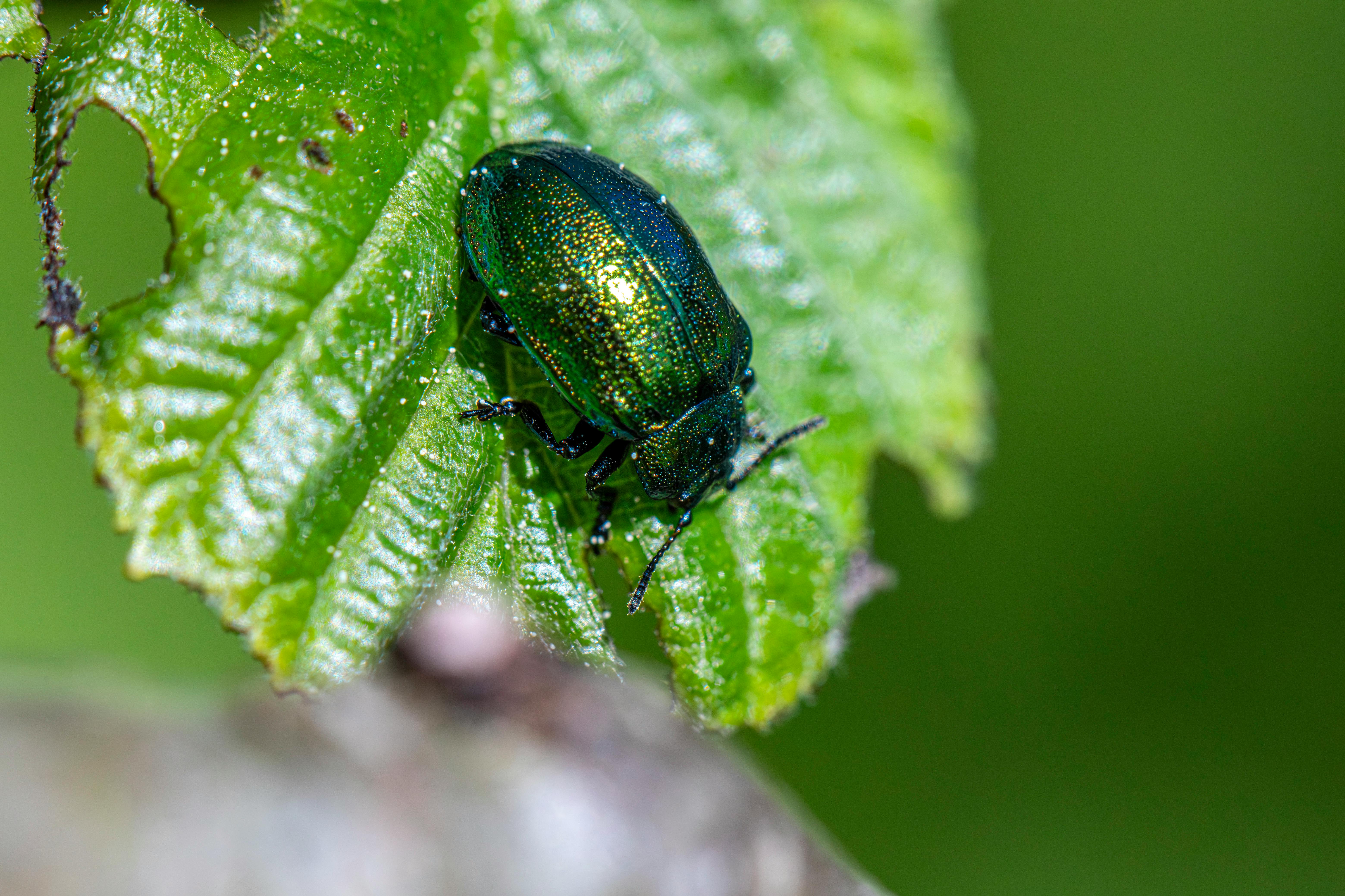 Detailed image of a green leaf beetle resting on a vibrant leaf.