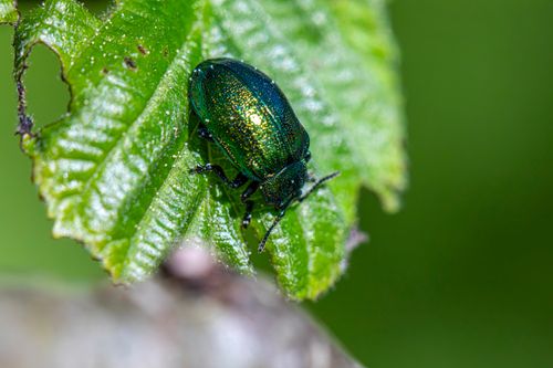 Free Detailed image of a green leaf beetle resting on a vibrant leaf. Stock Photo